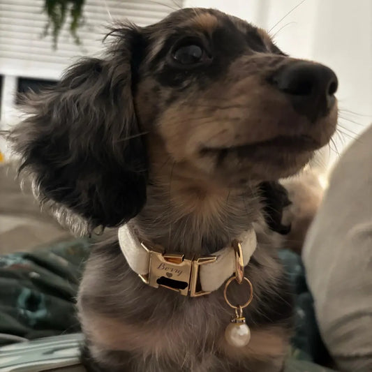 複数の色のベルベットのパーソナライズされた犬の首輪 オーダーメイド 电话|お名前入り - Fallook