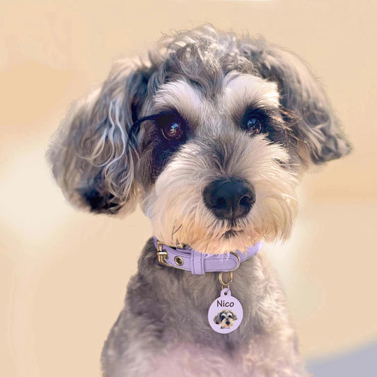 写真 る パステルカラー 名入り 迷子札 ドッグタグ - Fallook