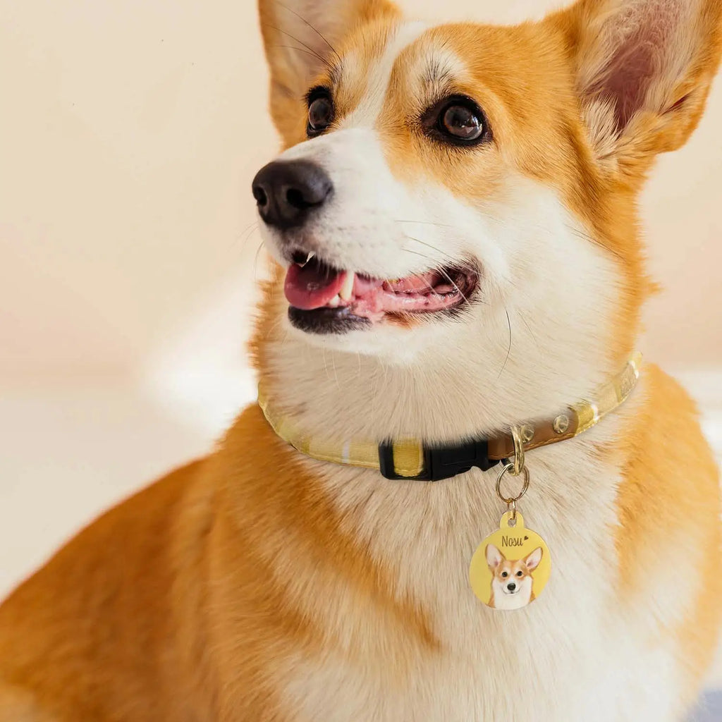 写真 る パステルカラー 名入り 迷子札 ドッグタグ - Fallook