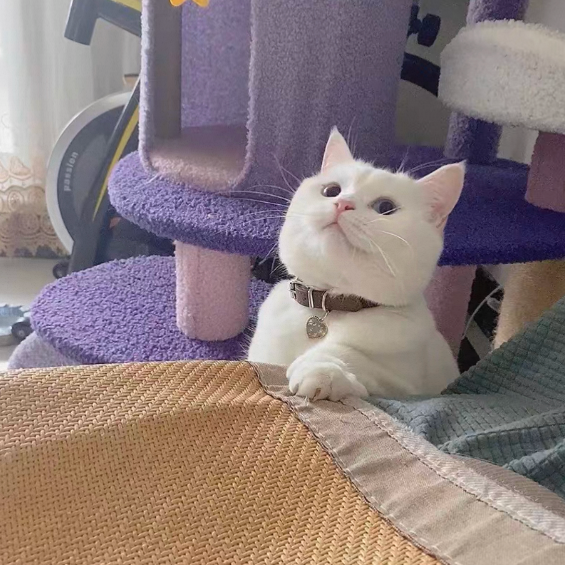 名入れ オリジナル  名前入り首輪 犬 犬用首輪 おしゃれ かわいい 安全 迷子札 ペット用品