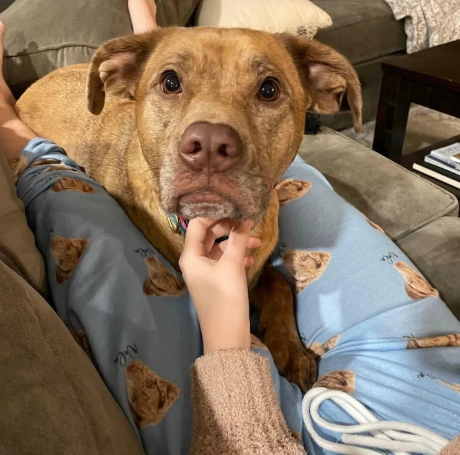 ペットの写真と名前を使用したカスタムペットポートレートパジャマパンツ 男女兼用