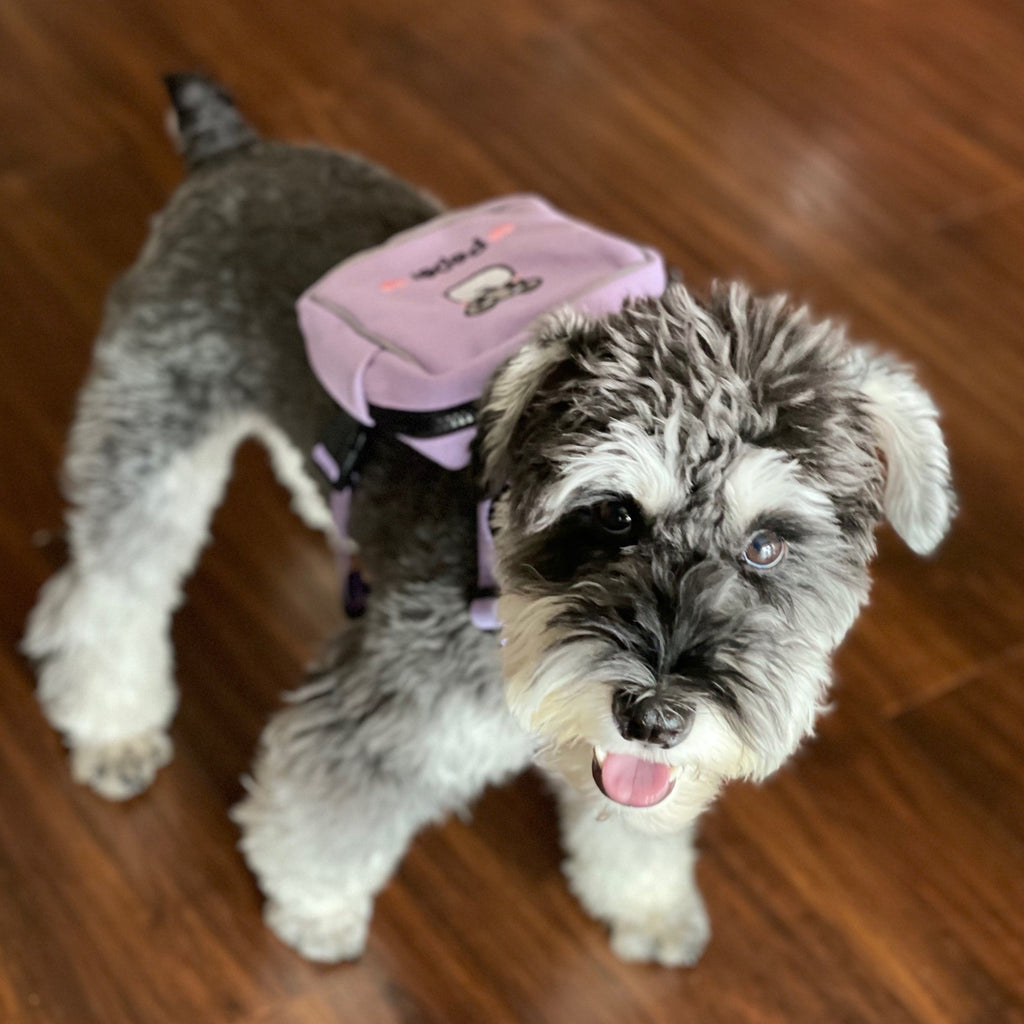 カスタム刺繍入りペット用バックパックリード - Fallook